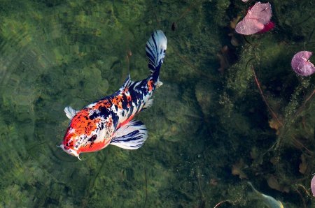 Should You Put Rocks and Gravel in Your Koi Pond?