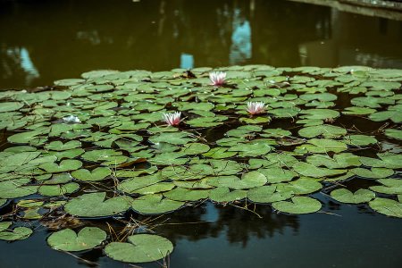 Common Aquatic Plant Treatments