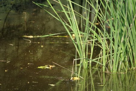 How to Remove Pond & Lake Shoreline Weeds