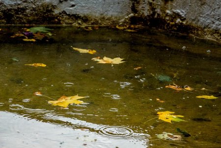 How to Naturally Clean Your Pond Water