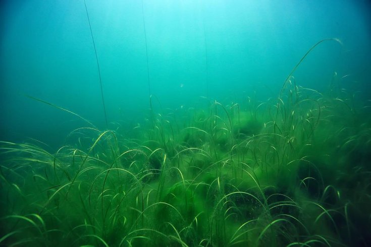 The Important Role of Aquatic Plants