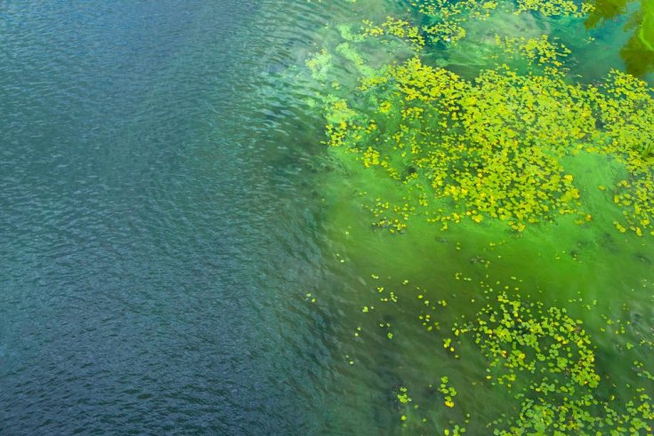 How to Get Rid of Algae in a Pond Naturally