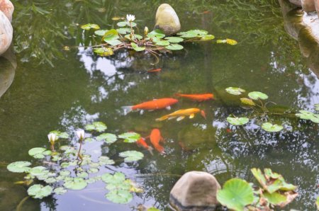 Bringing Your Fishing Pond To Life After A Drought