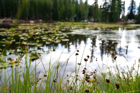 How to Effectively Control Pond Weeds