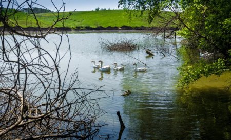 Natural vs. Artificial Pond Habitats: Which is Better?