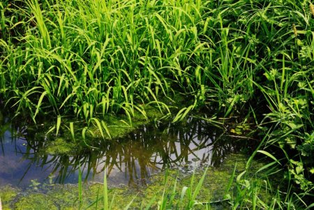 Expert Tips for Successful Pond Weed Management