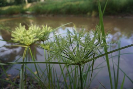 What Are Pond Weeds?