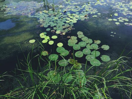 The Danger of Aquatic Weeds