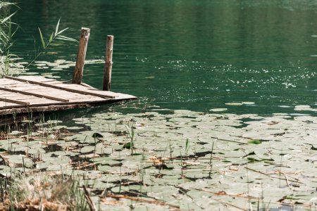 What Are Signs of an Aging Pond?