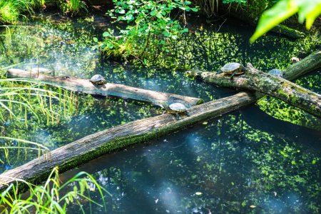 Protecting Aquatic Life: How Lake Management Supports Biodiversity
