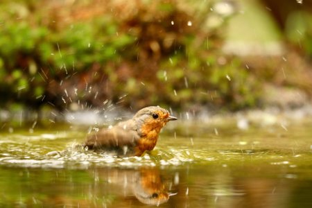 Wildlife Wins: How Lake Management Supports Fish, Birds, and More